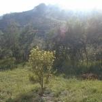 COLLIOURE,VILLA NEUVE 