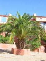 COLLIOURE Maison  piscine tennis gardien